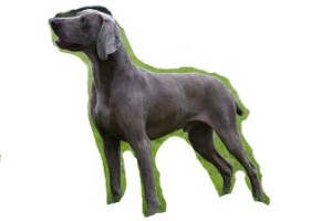pejsci-na-koupani2
